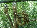 Parc des oiseaux (album photos).