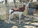 Safari de Peaugres (album photos).
