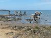Pecheries de Tharon plage 48 (13/08/2013) (agrandir la photo)