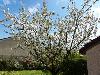 notre cerisier en fleurs 02 (11/04/2015) (agrandir la photo)